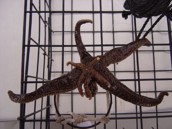 Crab Pot Catch